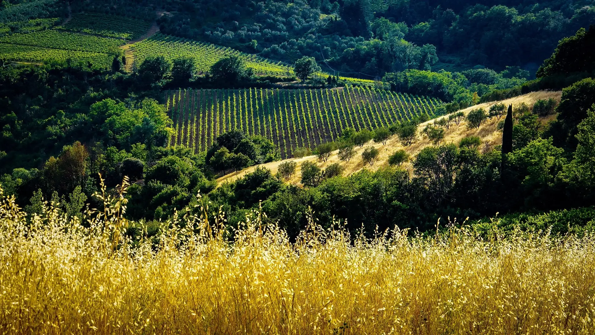 Rows of vines on an Italian hillside in late sun, with golden wild grass in the foreground.